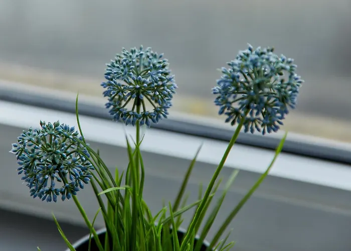 Haus Blanka بيت للعطل *